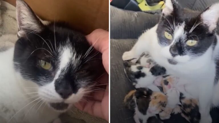 Puerto Rico Woman Shocked By The Surprise A Stray Cat Left In Her Jeep