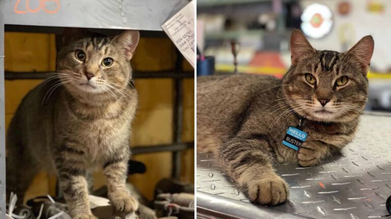 Random Cat Appears At A Ohio Car Shop And This Is What Happens Next