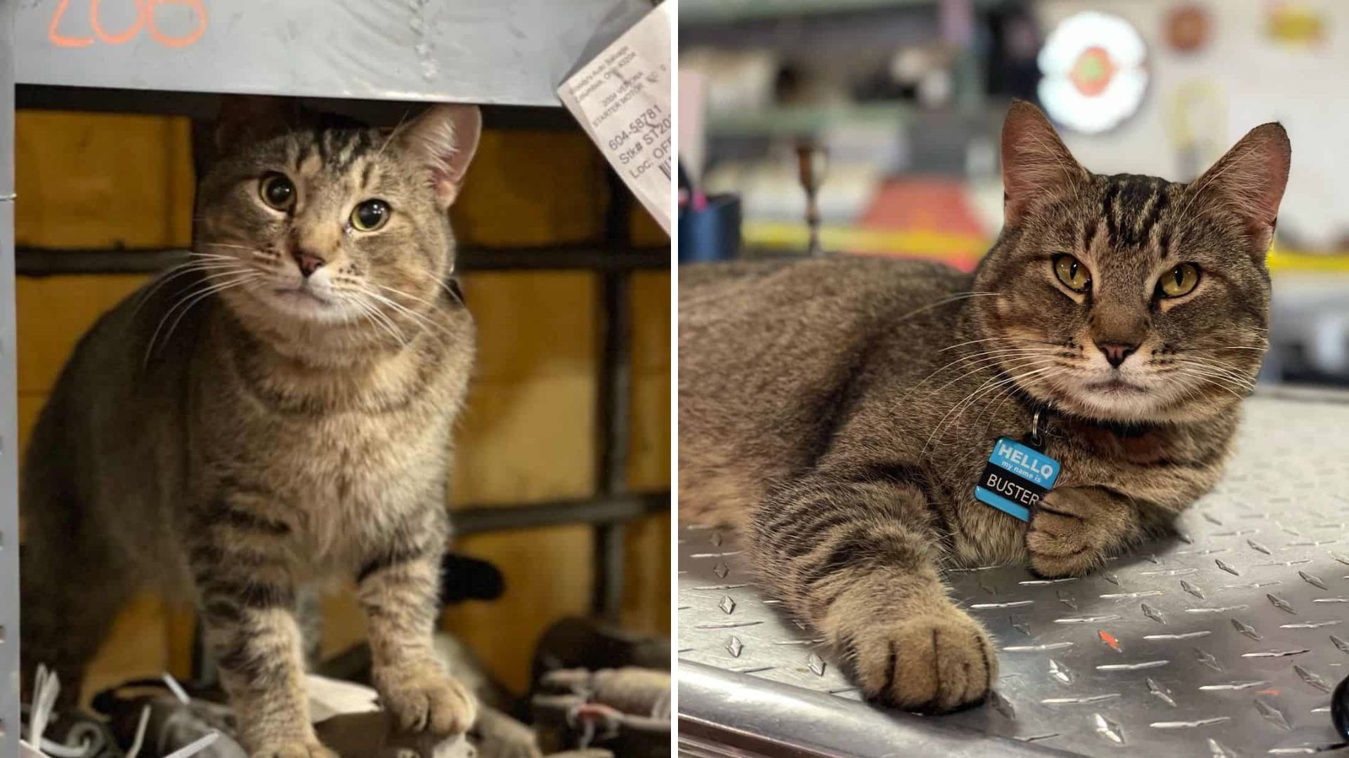 Random Cat Appears At A Ohio Car Shop And This Is What Happens Next