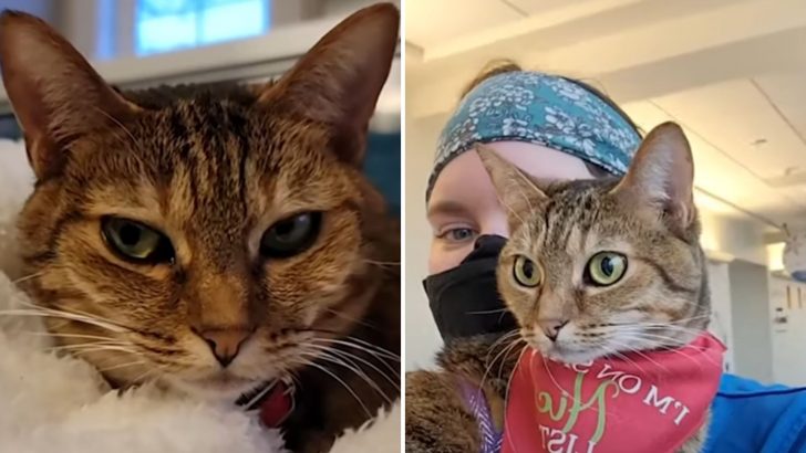 Rescue Kitty From Hawaii Finds A New Calling As A Therapy Cat For Sick Children