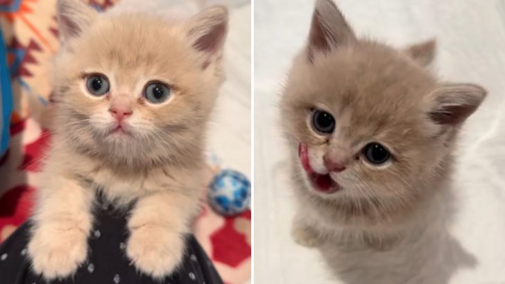 Rescued Kitten Refuses To Let Go Of His Rescuer As If He’s Scared She Might Leave Him