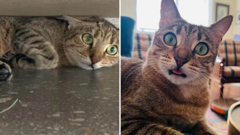 Rescued Stray Cat Faces Uncertainty As Owner Loses Their Home In Florida