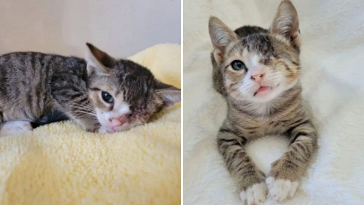 Rescuer Couldn’t Shake The Thought Of Kitten After Realizing Nobody Wanted To Adopt Him