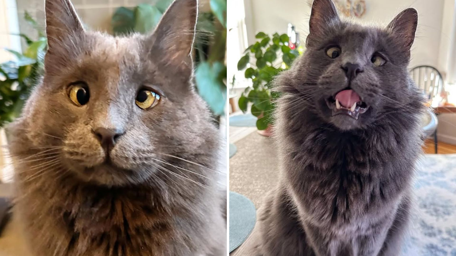 San Francisco Woman Adopts Cat And Learns Love Can Be A Little Cross-Eyed