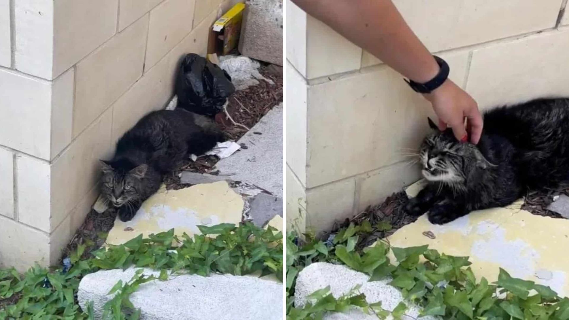 Scared Tabby Cat Stays Perfectly Still Outside A New York Building, Hoping For Help