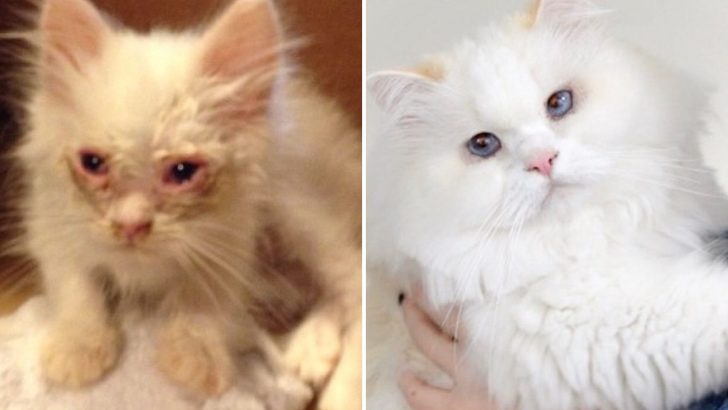 Scruffy Stray Transforms Into A Breathtaking Fluffy Cat In A Fairy Tale Ending We All Love