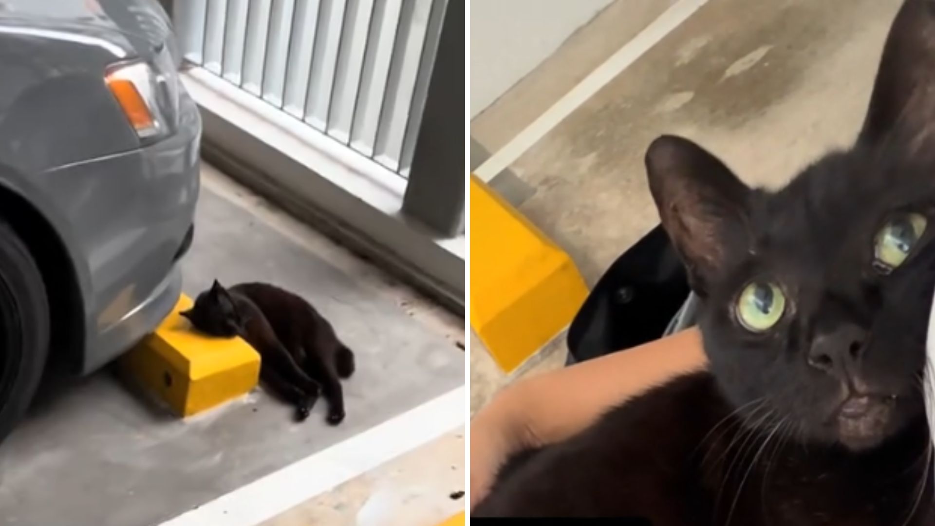 cat resting on a parking bumper