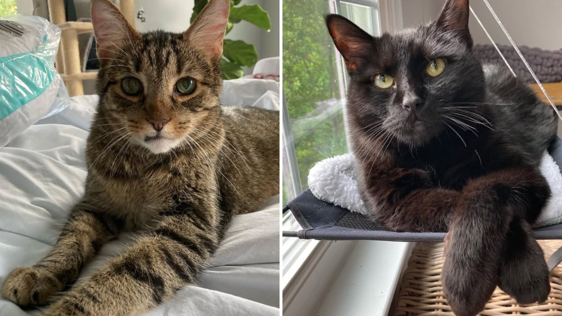 Senior Cats Left Heartbroken At Tennessee Shelter After Losing Their Family