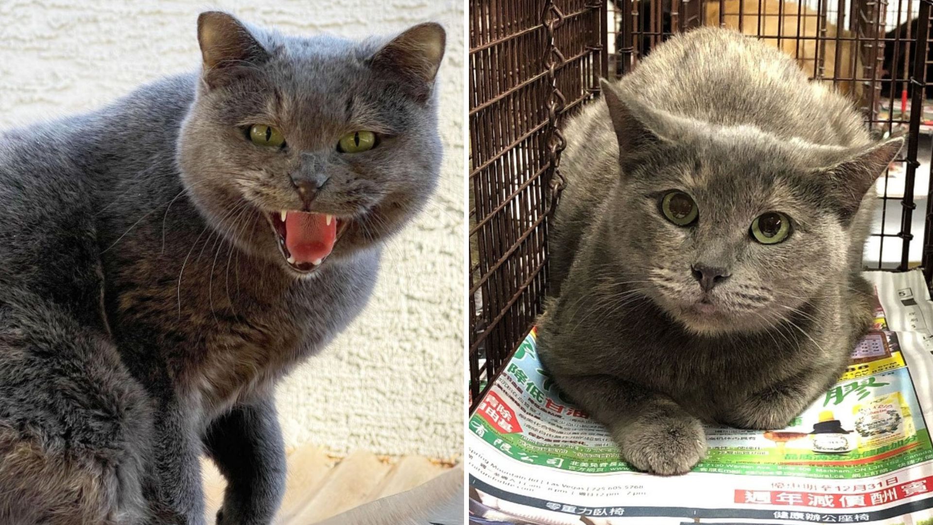 Senior Feral Cat In Las Vegas Finally Finds Comfort After A Lifetime Of Hardship