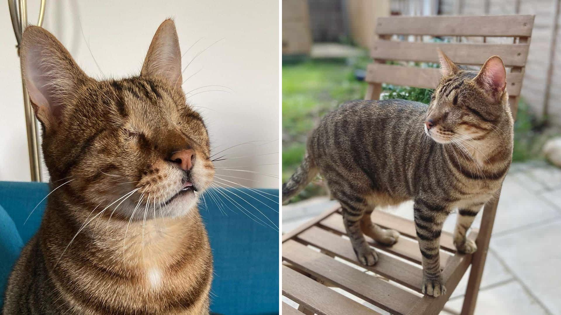 Shelter Cat Loses His Sight Due To A Severe Infection But Doesn't Let That Hold Him Back
