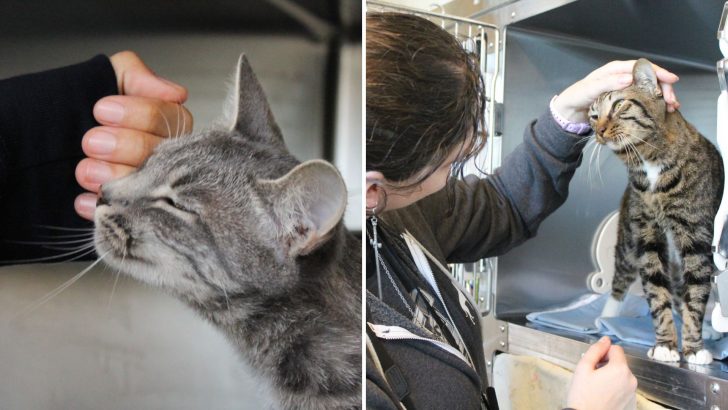 Shelter Finds Abandoned Kittens With Heartfelt Note And Their Response Will Leave You In Tears