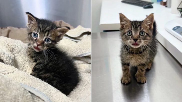 Shelter Kitten Who Always Looks Shocked Is Stealing Hearts Over The Internet