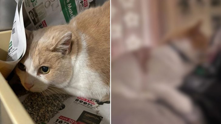 Shy Shelter Cat Pokes Her Head Out Of Her Crate Just In Time And Earns Herself A Forever Home