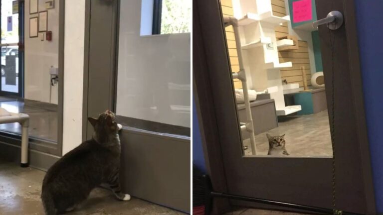 Smart Shelter Cat In Texas Opens Doors And Leaves Everyone Speechless With His Next Move