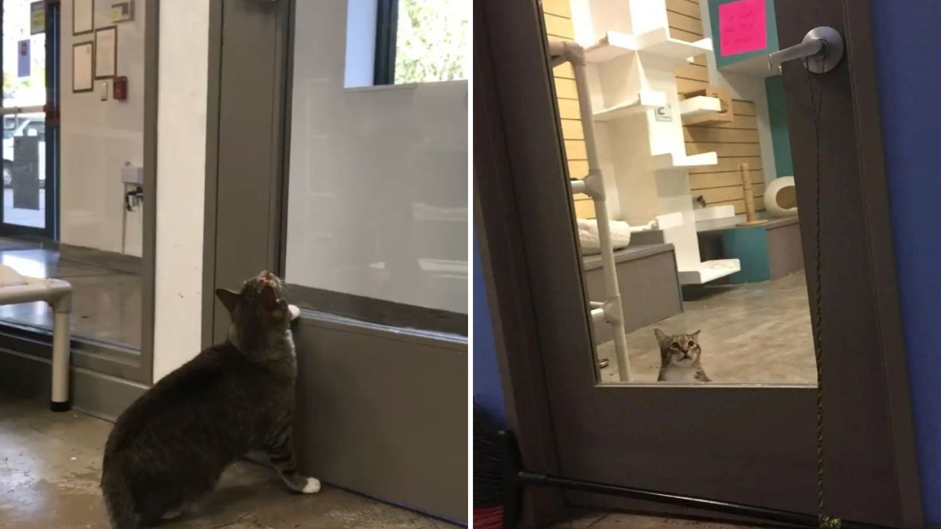 Smart Shelter Cat In Texas Opens Doors And Leaves Everyone Speechless With His Next Move