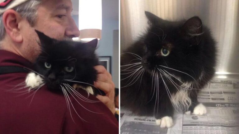 South Carolina Shelter Finds Heart-Wrenching Note Beside Senior Abandoned Cat