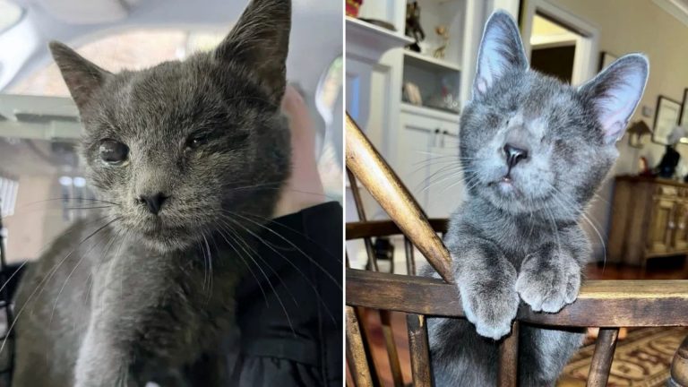 blind gray cat