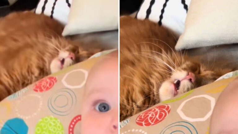 Tennessee Ginger Cat Stays Up All Night Babysitting, Then Hilariously Crashes In Exhaustion