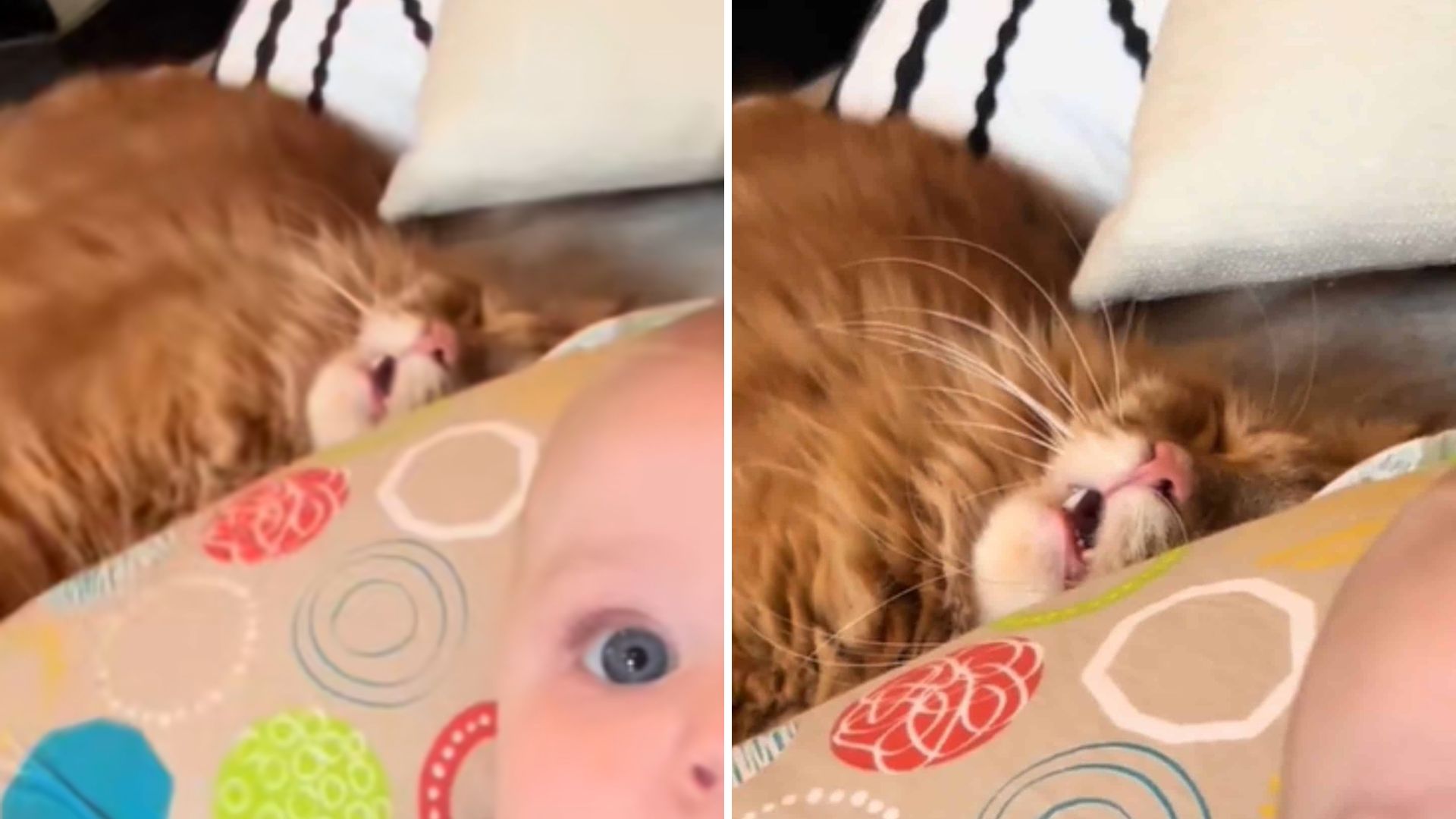 Tennessee Ginger Cat Stays Up All Night Babysitting, Then Hilariously Crashes In Exhaustion