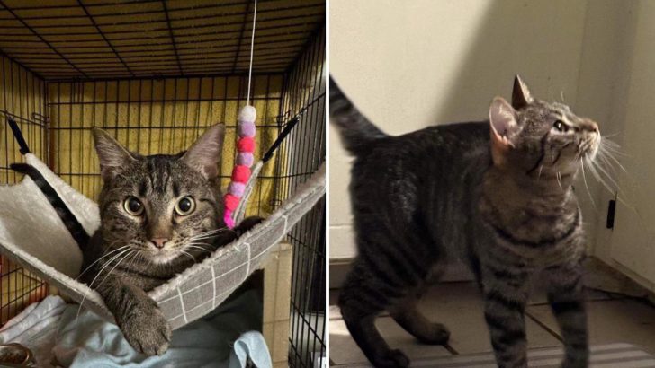 Texas Shelter Cat Who Faced Leg Amputation Suddenly Heals And No One Can Explain How