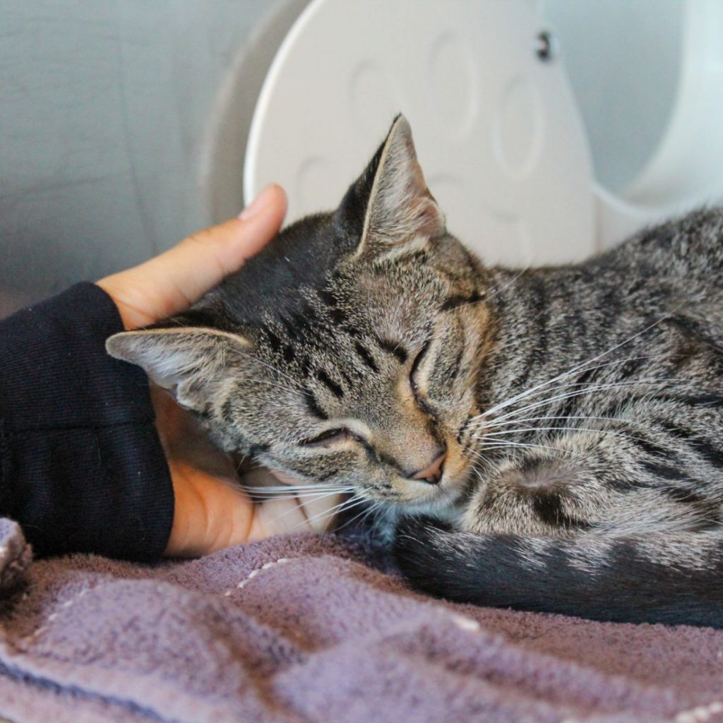 The cat is cuddling the girl