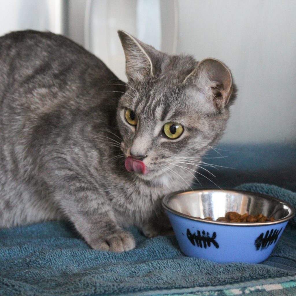 The cat is licking itself next to the food bowl