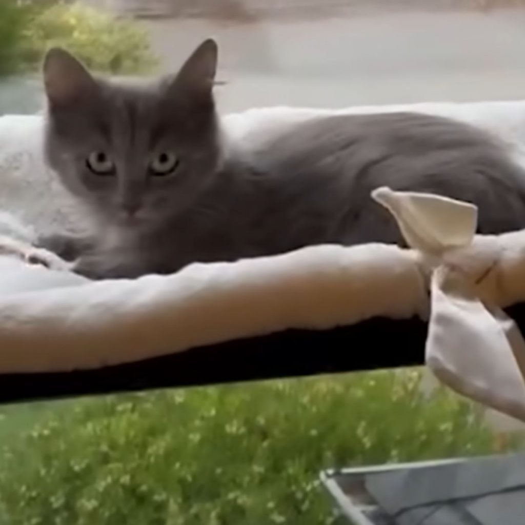 The cat is lying on a brown pillow