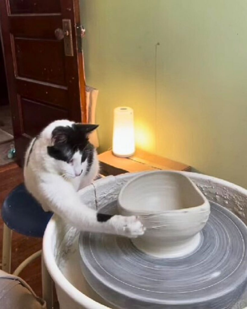 The cat is making a clay bowl