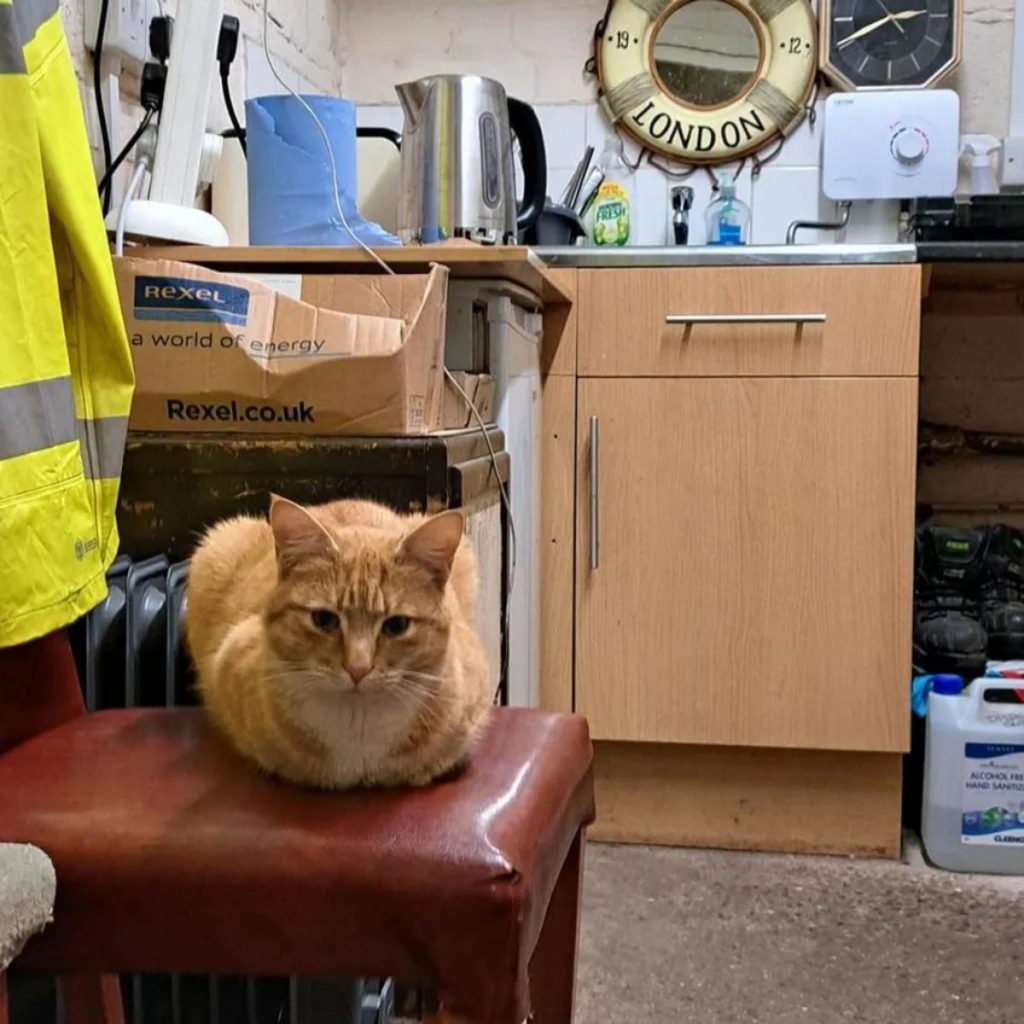 The cat is sitting on a brown chair