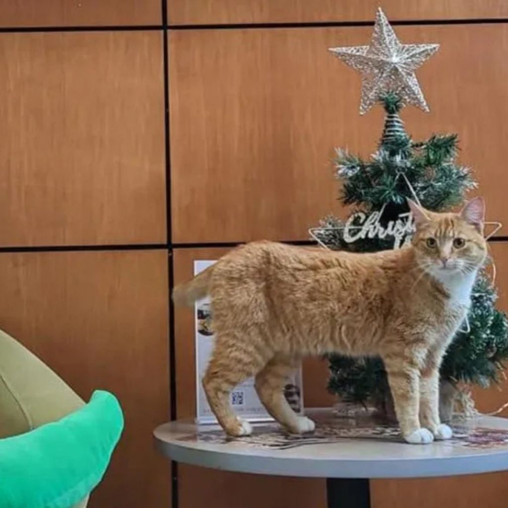 The cat is standing on a white table