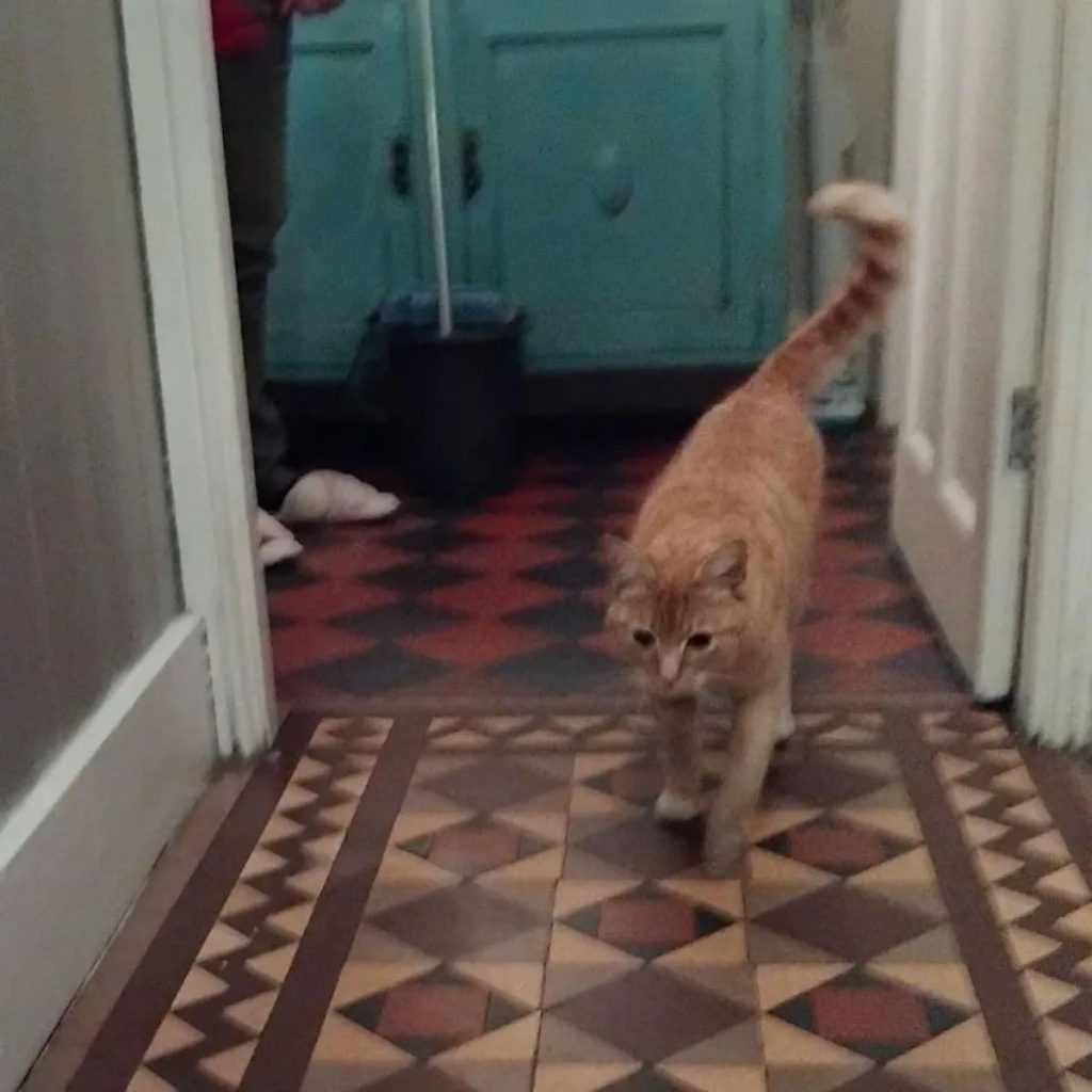 The cat is walking down the hallway