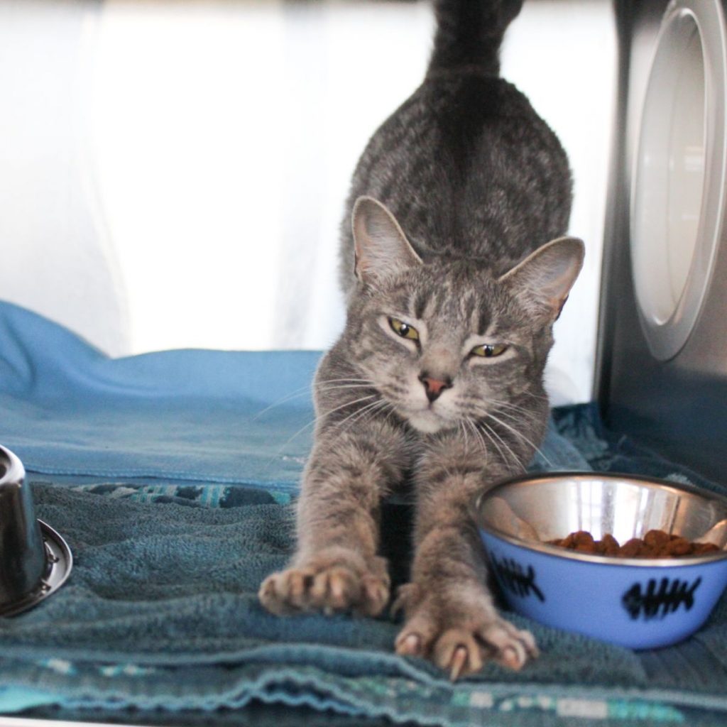 The cat stretches next to the food bowl