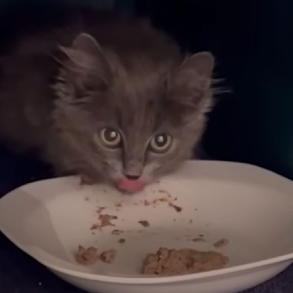 The kitten is eating from a white plate