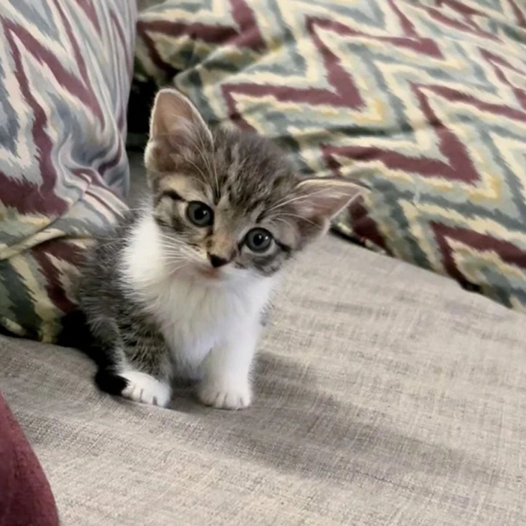 The kitten is sitting on the couch