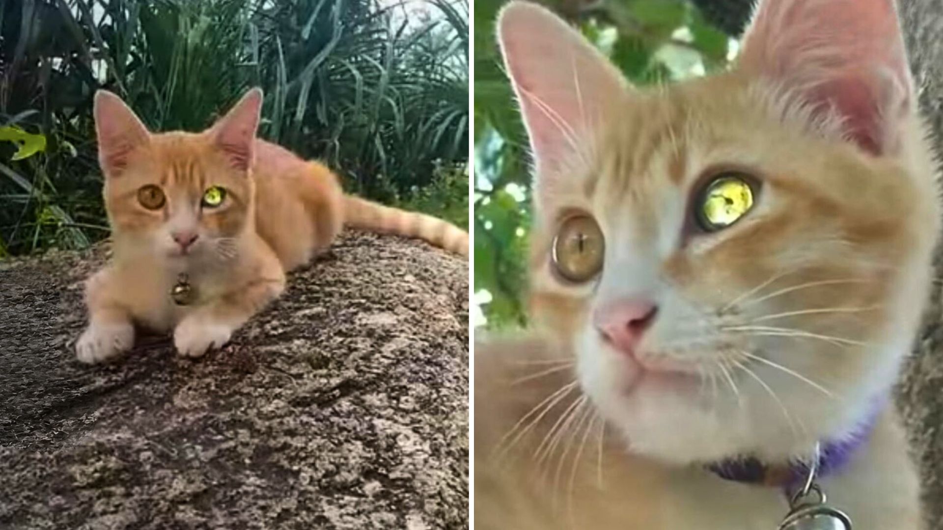 This Adorable Ginger Cat with A Diamond-Like Eye Is The Internet's New Favorite Jewel