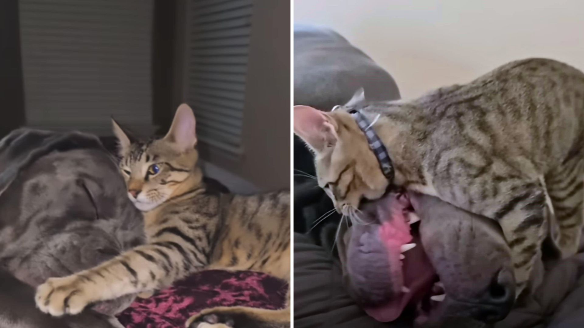 This Feisty Kitten Keeps His 130-Pound Dog Brother Guessing At Every Turn