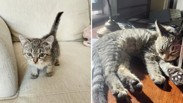 This ‘Forever Kitten’ Grows Slower Than Others But Is The Most Special Of Them All