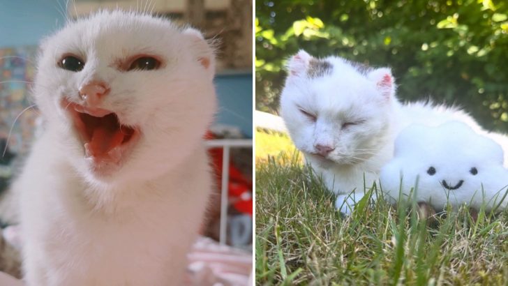 This Rescue Kitty Has No Ears, Lips, Or Teeth But She Proves Life Can Still Be Beautiful