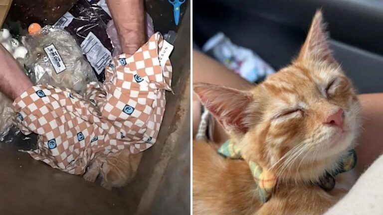Tiny Kitten Rescued From A Dumpster In California Finds Love Faster Than Anyone Expected