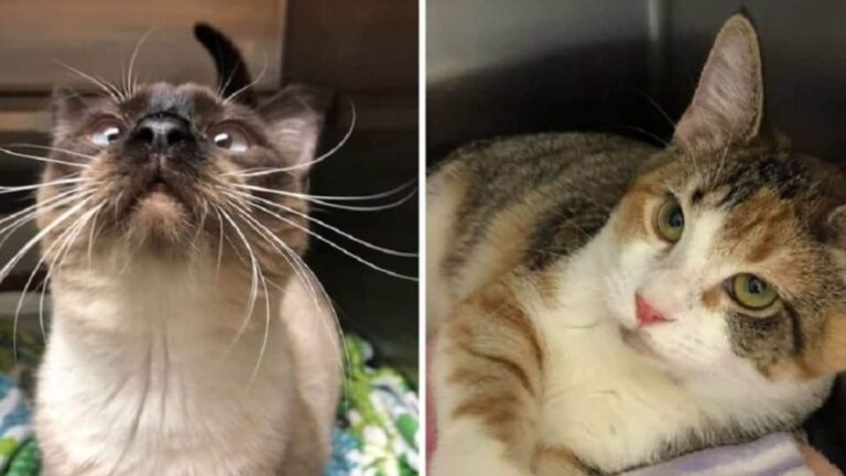 Two Feral Cats In Oregon Find A Forever Home Thanks To A Lighthearted Joke
