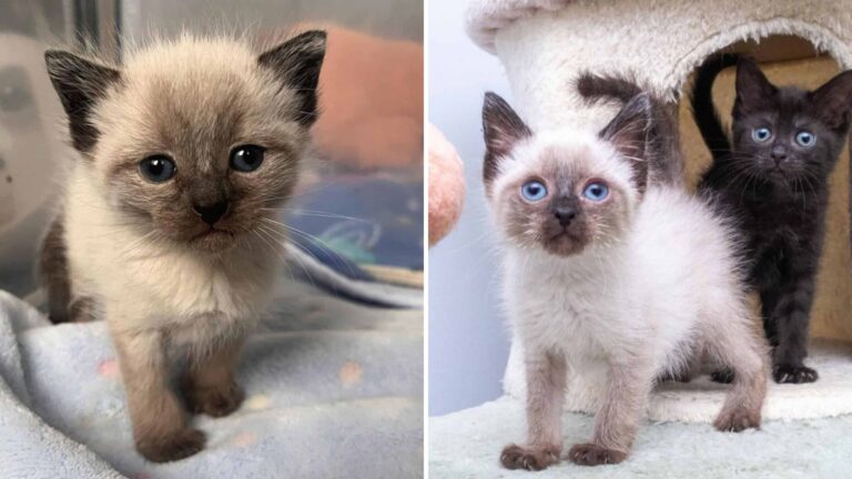 Two Tiny Kittens Left Alone In Chicago Woods Cry Out For Help