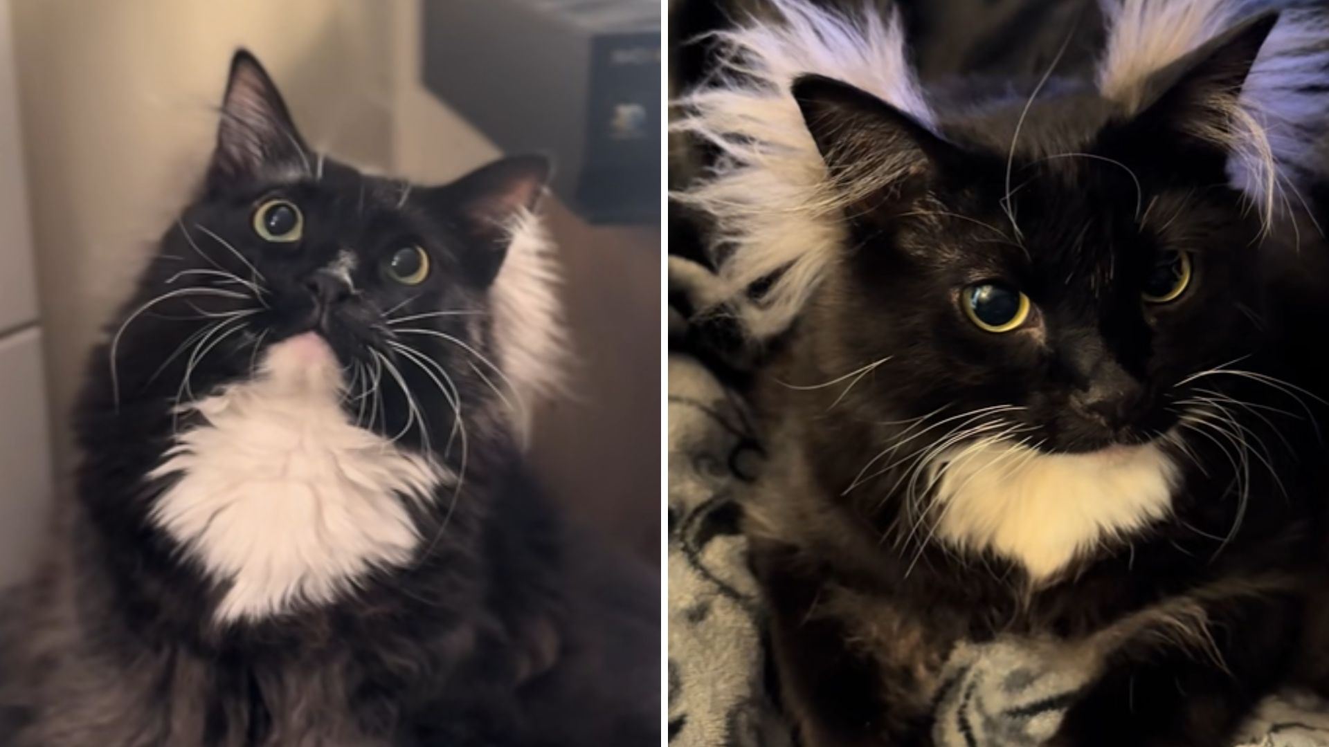 Utah Cat Goes Viral After Revealing An Incredible Talent No One Saw Coming