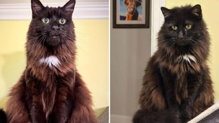 Washington D.C. Cat With Fierce Look Turns Out To Have The Sweetest Heart