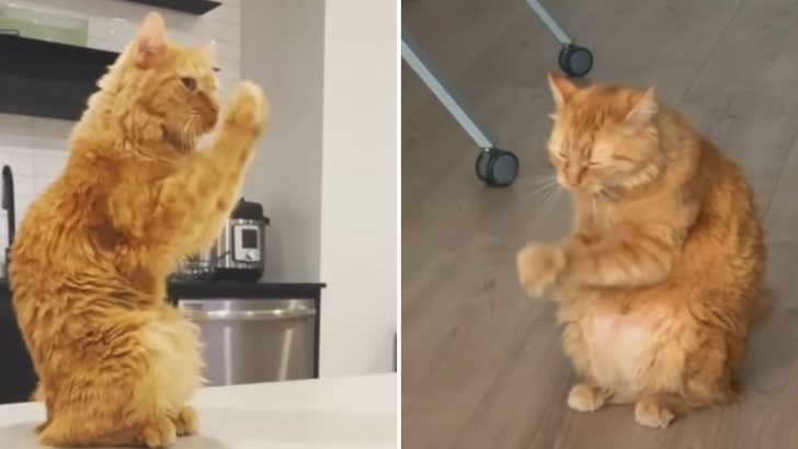 We Finally Know That Cats Can Pray Just Like Humans And This One Does It Every Day