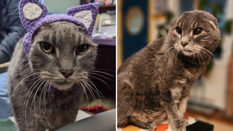 Wisconsin Woman Rescues Earless Cat Who Spent Years Longing For Compassion