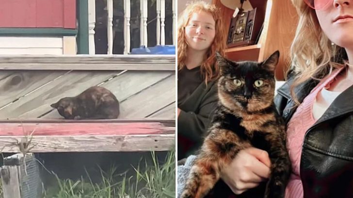 Woman Buys A House And Inherits A Cat Who Surprises Her In The Most Heartwarming Way