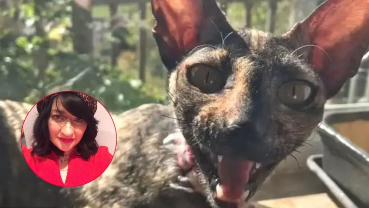 Woman Claims Her ‘Ugly As Sin’ Cat Doesn’t Need Rescuing But People Just Keep Trying To Help