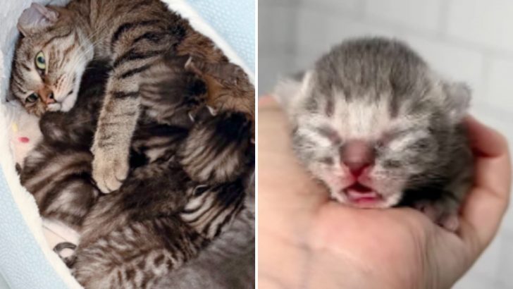 Woman Fosters Mother Cat And Her Five Kittens, Only For One To Become The Star Of The Show