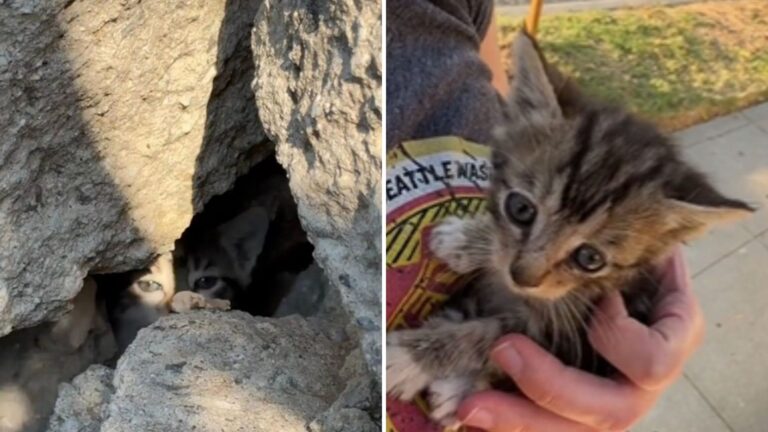 Woman In Los Angeles Follows Strange Sounds Until She Sees Something Unexpected