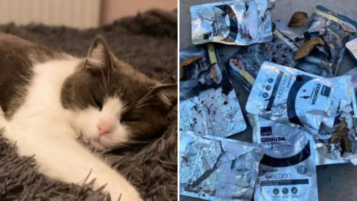 Woman Keeps Finding Weird Items Only To Discover Her Cat’s Secret Life As A Food Thief